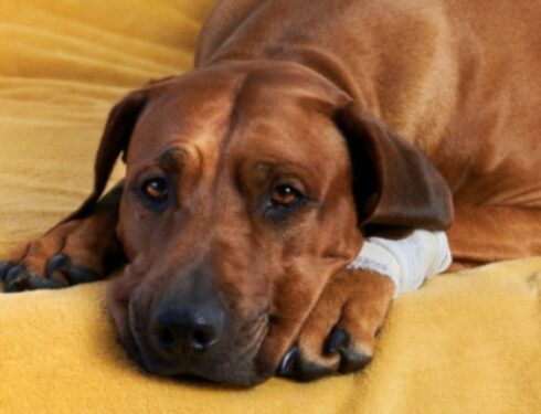 Подкожное кровотечение у собак: симптомы, причины и методы лечения
