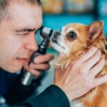 Слепой тихий глаз у собак: симптомы, причины и методы лечения
