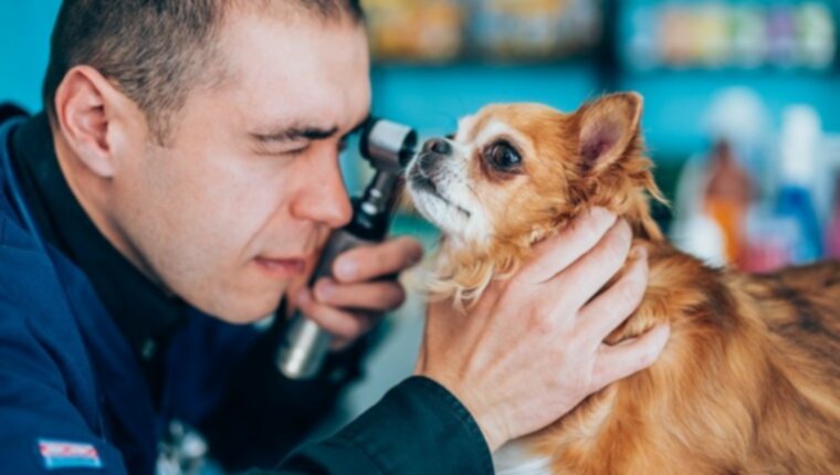 Слепой тихий глаз у собак: симптомы, причины и методы лечения