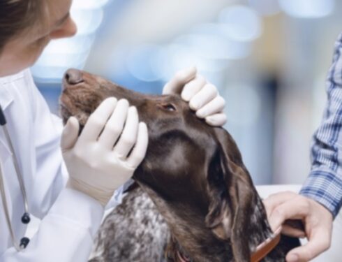 Носовые кровотечения у собак: симптомы, причины и методы лечения