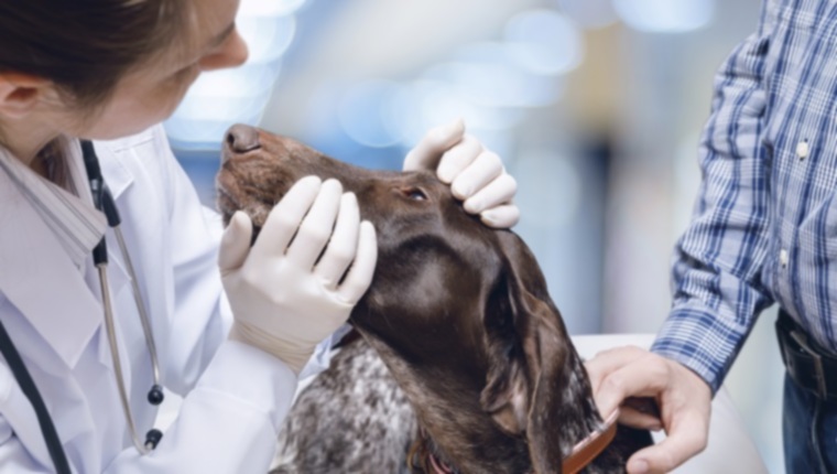 Носовые кровотечения у собак: симптомы, причины и методы лечения
