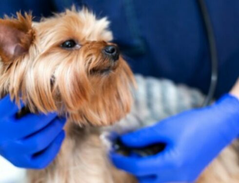 Рак желчных протоков у собак: симптомы, причины и методы лечения