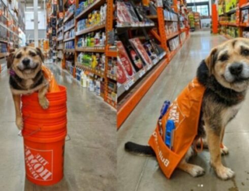 Heaven Is A Dog: познакомьтесь с самой симпатичной «сотрудницей» Home Depot и ее мамой, Джеки!