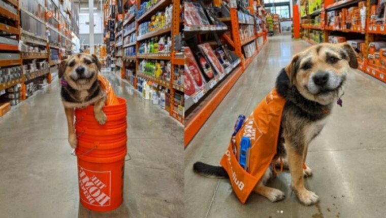 Heaven Is A Dog: познакомьтесь с самой симпатичной «сотрудницей» Home Depot и ее мамой, Джеки!