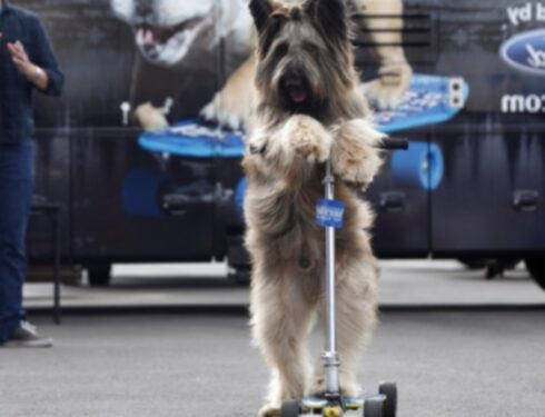 11 из самых странных рекордов Гиннеса, установленных собаками