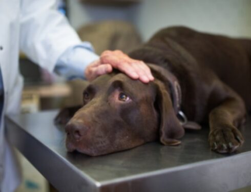Болезнь Тизцера у собак: симптомы, причины и методы лечения