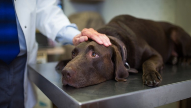 Болезнь Тизцера у собак: симптомы, причины и методы лечения