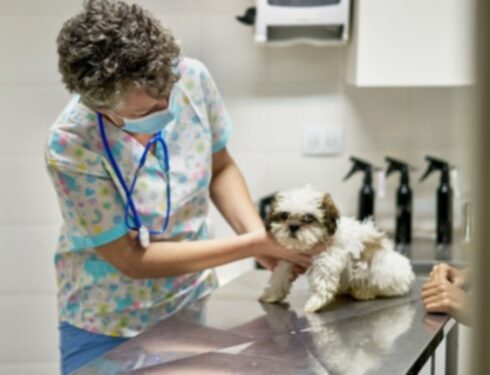 Кампилобактериоз у собак: симптомы, причины и методы лечения