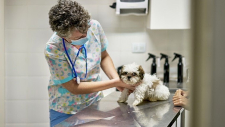 Кампилобактериоз у собак: симптомы, причины и методы лечения