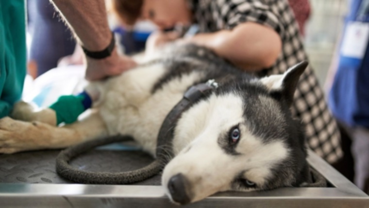 Травматический миокардит у собак: симптомы, причины и методы лечения