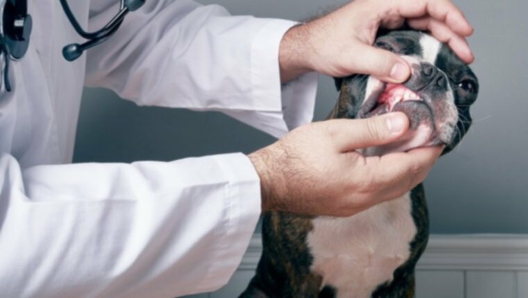 Неприятный запах изо рта (неприятный запах изо рта) у собак: симптомы, причины и методы лечения