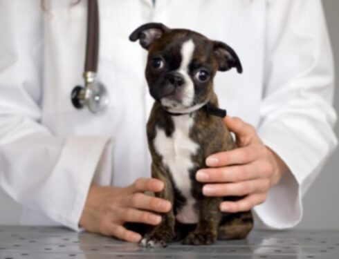 Стрептококк у собак: симптомы, причины и методы лечения