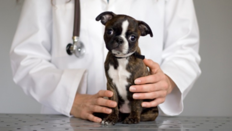 Стрептококк у собак: симптомы, причины и методы лечения