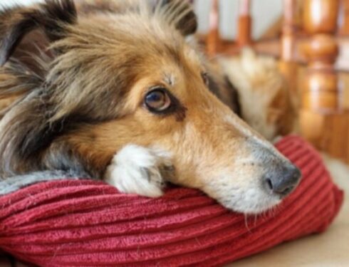 Холестаз у собак: симптомы, причины и методы лечения