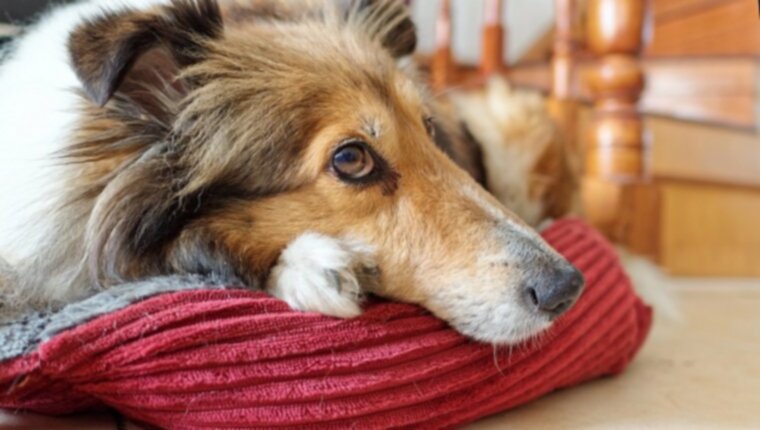 Холестаз у собак: симптомы, причины и методы лечения