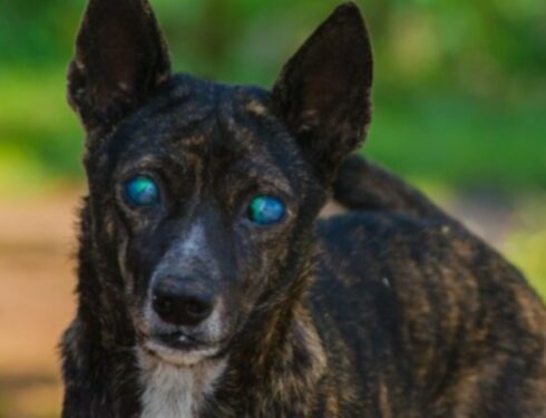 Золотые души, серые лица: 9 способов помочь ослепшим пожилым собакам