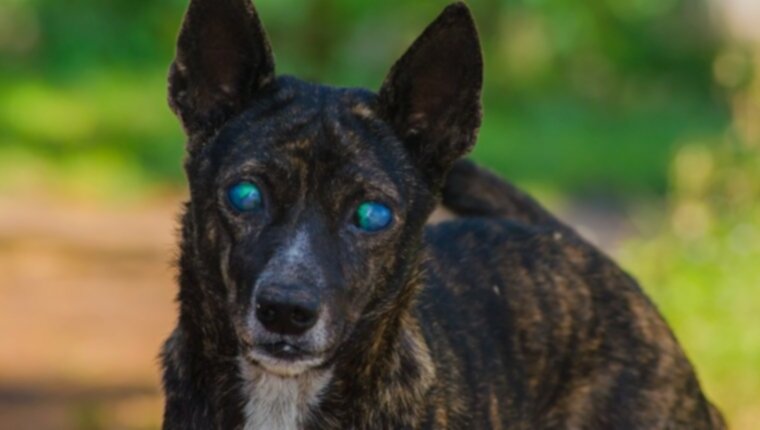 Золотые души, серые лица: 9 способов помочь ослепшим пожилым собакам