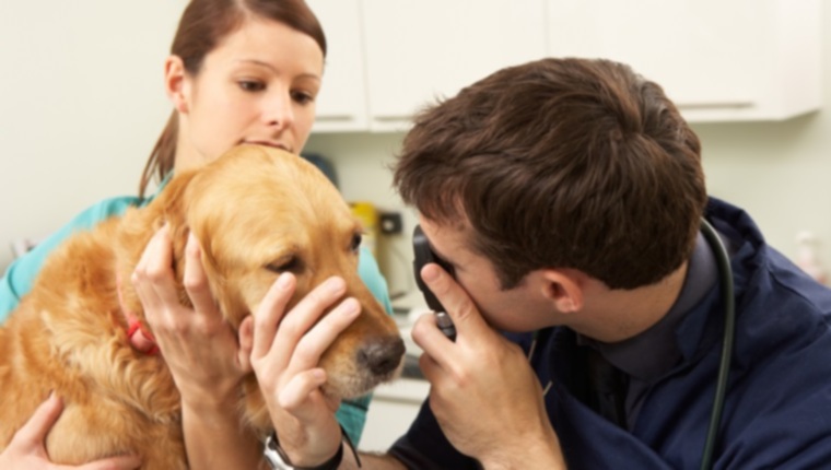 Кровоизлияние в сетчатку у собак: симптомы, причины и методы лечения