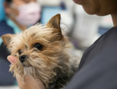 Национальный месяц осведомленности о раке домашних животных: 9 вдохновляющих историй о выживании собак [ВИДЕО]
