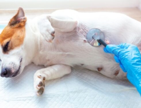 Метрит у собак: симптомы, причины и методы лечения