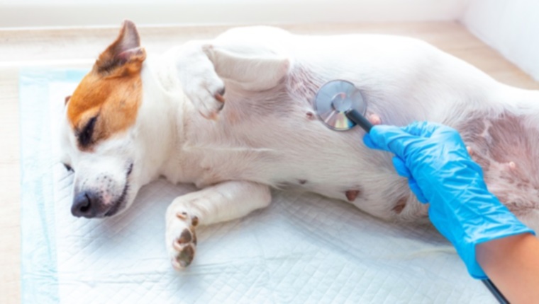 Метрит у собак: симптомы, причины и методы лечения