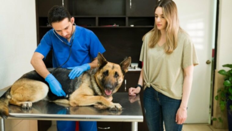 Инфекция бартонеллой у собак: симптомы, причины и методы лечения