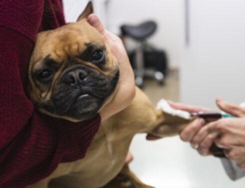 Панцитопения у собак: симптомы, причины и методы лечения