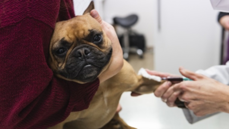 Панцитопения у собак: симптомы, причины и методы лечения