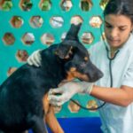 Гемоторакс (кровь в груди) у собак: симптомы, причины и лечение
