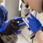 Гифема (кровь перед глазом) у собак: симптомы, причины и методы лечения