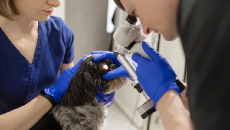 Гифема (кровь перед глазом) у собак: симптомы, причины и методы лечения