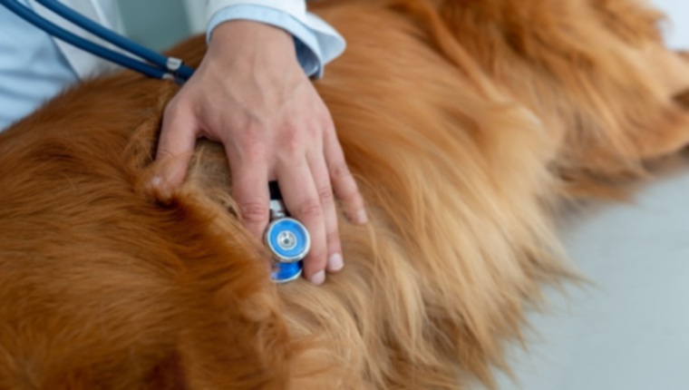 Легочная тромбоэмболия (сгусток крови в легких) у собак: симптомы, причины и методы лечения