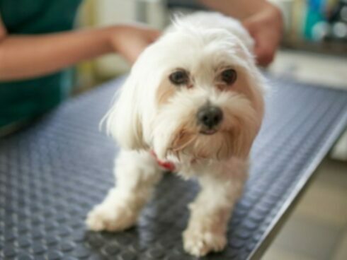 Dysplasie microvasculaire hépatoportale chez le chien : symptômes, causes et traitements