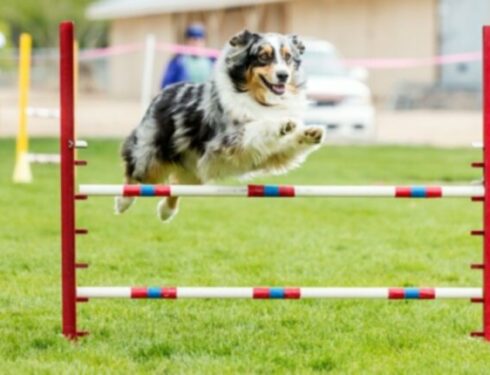 Usposabljanje psov za agility: Kje začeti z vašim psom?