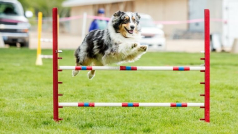 Usposabljanje psov za agility: Kje začeti z vašim psom?