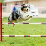 Дрессировка собак по аджилити: С чего начать с вашей собакой