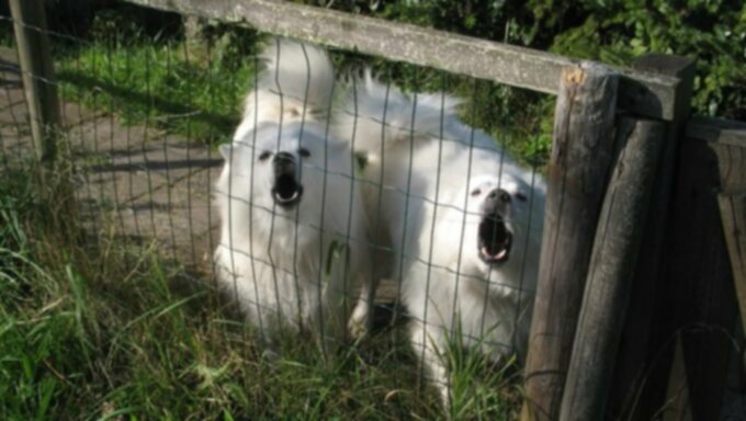 Les chiots des fêtes : Un cauchemar après Noël ?