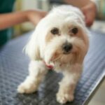 Гепатопортальная микрососудистая дисплазия у собак: симптомы, причины и лечение