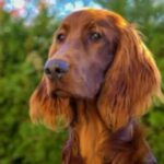 Глютен-чувствительная энтеропатия у собак: симптомы, причины и лечение