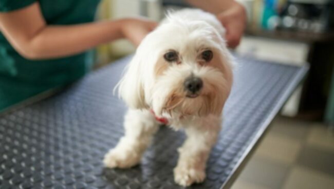 Hepatoportal mikrovaskulær dysplasi hos hunde: Symptomer, Årsager, & Behandlinger