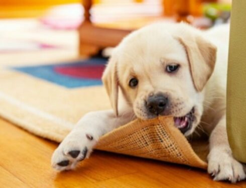 Puppy proofing: Hoe maak je je huis veilig voor je nieuwe puppy?