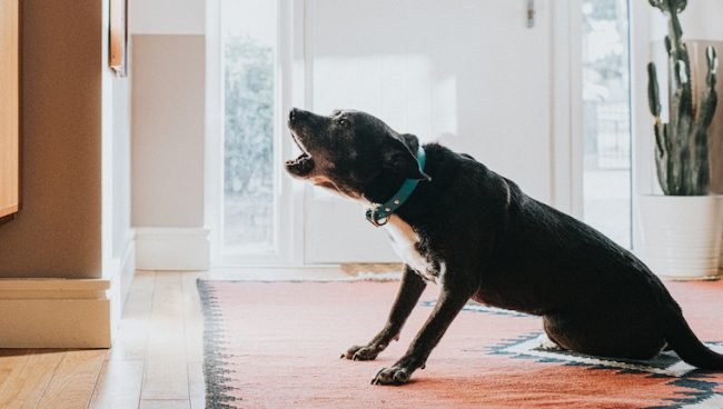 Spreek! Hoe uw hond te leren blaffen op commando