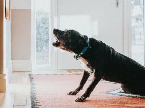 Fala! Como ensinar o seu cão a ladrar ao comando