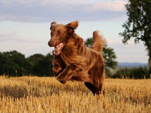 Mikotoksikozė-Deoksinivalenolis šunims: simptomai, priežastys ir gydymas