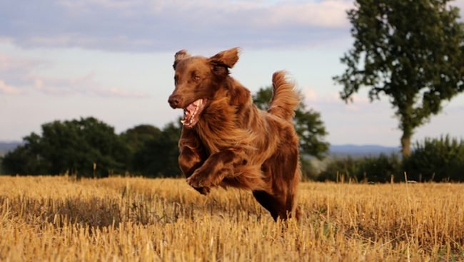 Mycotoxicose-Déoxynivalénol chez le chien : symptômes, causes et traitements