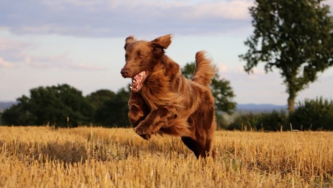 Mykotoxikose-Deoxynivalenol bei Hunden: Symptome, Ursachen, & Behandlungen