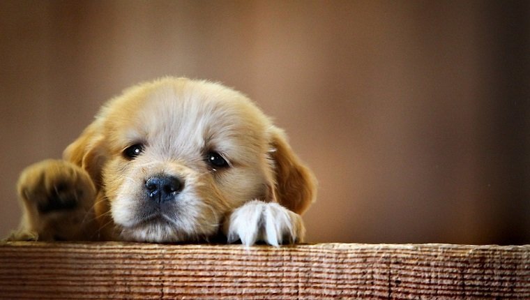 Conseils de formation des parents d'animaux pour apprendre à votre chiot à gérer sa solitude