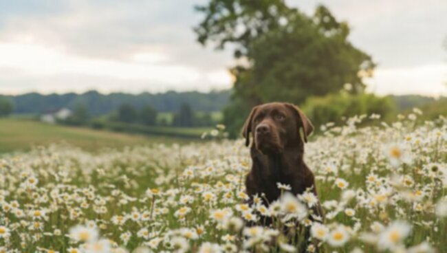 Grass Allergia kutyáknál: Tünetek, okok, & Kezelések