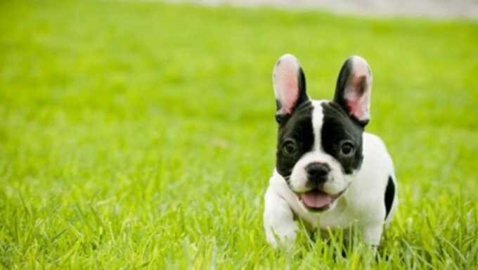 Chiots bouledogue français : Photos et faits mignons