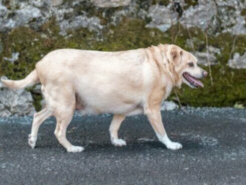 Aterosklerosis pada Anjing: Gejala, Penyebab, & Perawatan
